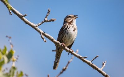 El canto de los gorriones